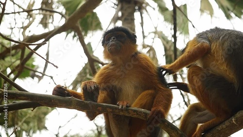 Two West African red Colobus monkeys in a tree, fleeing and chewing in Gambian forest. photo