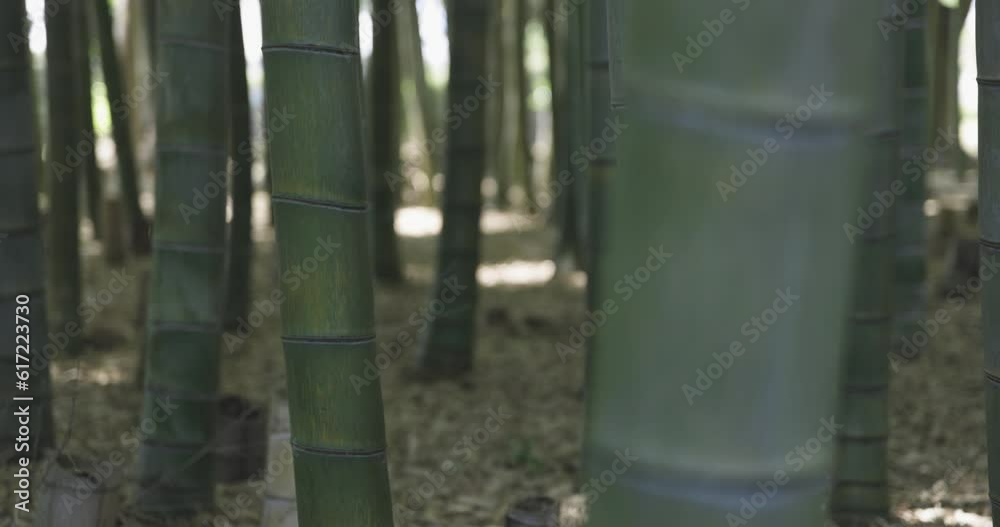 A green bamboo forest in spring sunny day focusing A green bamboo forest in spring sunny day focusing