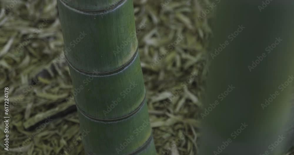 A green bamboo forest in spring sunny day close shot handheld A green bamboo forest in spring sunny day close shot handheld