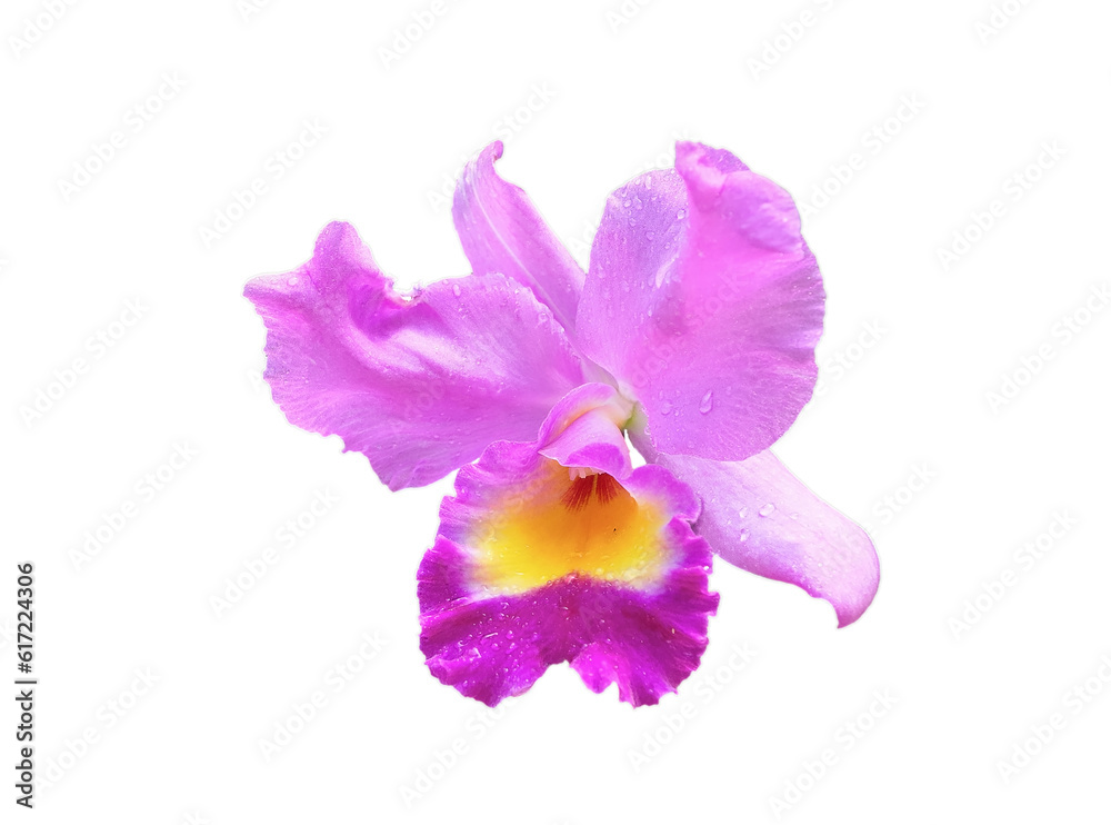 large orchid Blooming beautifully in the bright sunlight white background