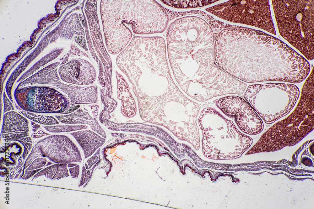 The study of tissue samples of Trachea of Cat, Epididymis, Prostate, Uterus with embryo of rat and Mammary gland cow  under the microscope in Lab.