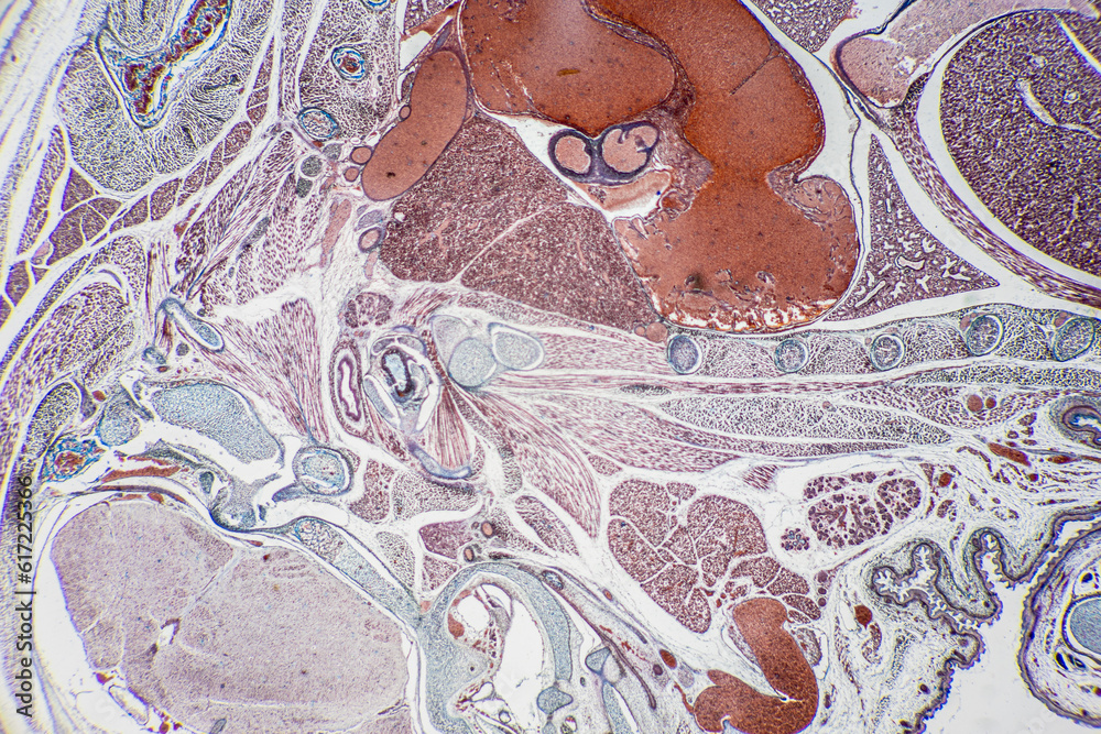The study of tissue samples of Trachea of Cat, Epididymis, Prostate ...