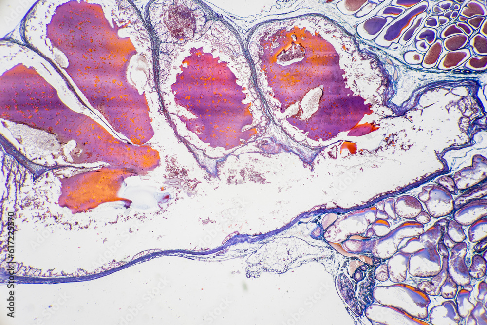 The study of tissue samples of Trachea of Cat, Epididymis, Prostate ...