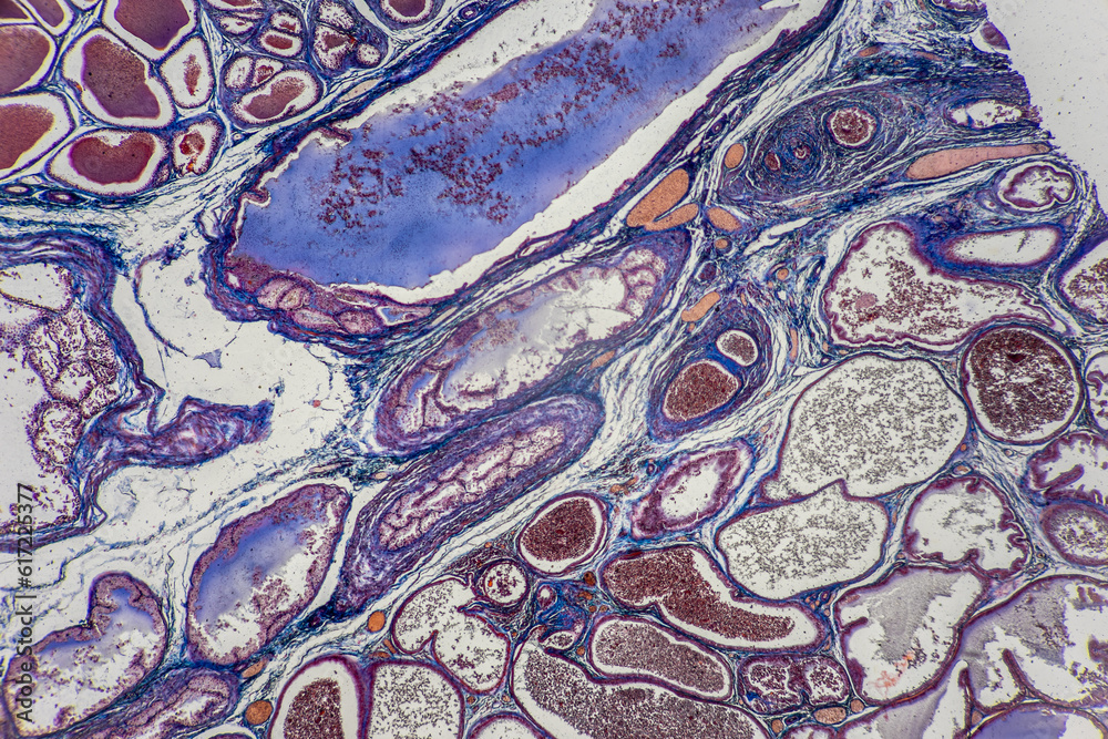 The study of tissue samples of Trachea of Cat, Epididymis, Prostate ...