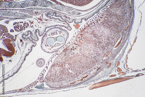 The study of tissue samples of Trachea of Cat, Epididymis, Prostate, Uterus with embryo of rat and Mammary gland cow  under the microscope in Lab. photo