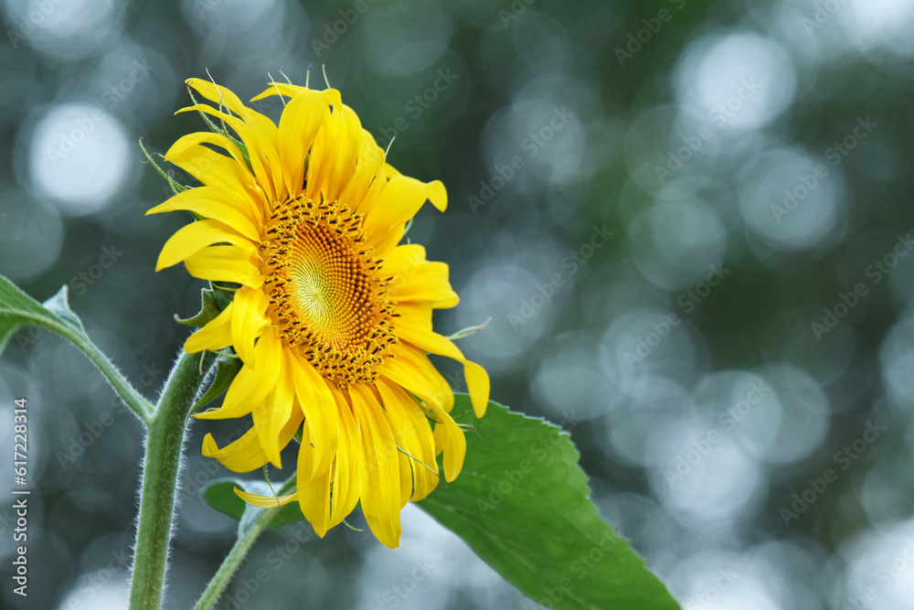 Fototapeta premium sunflower in the garden