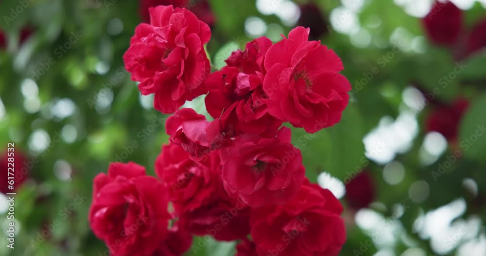 Beautiful bush of fresh red blooming roses in a garden at hot summer day Beautiful bush of fresh red blooming roses in a garden at hot summer day