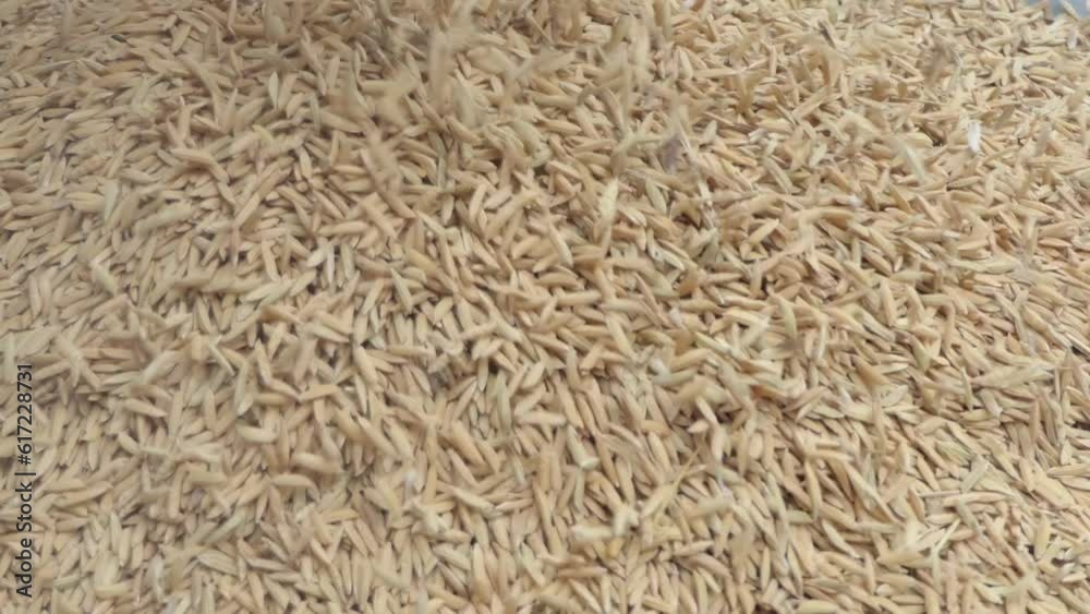Paddy, how to select good seeds Paddy, how to select good seeds