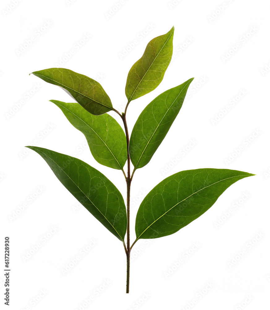 green leaf isolated on white background