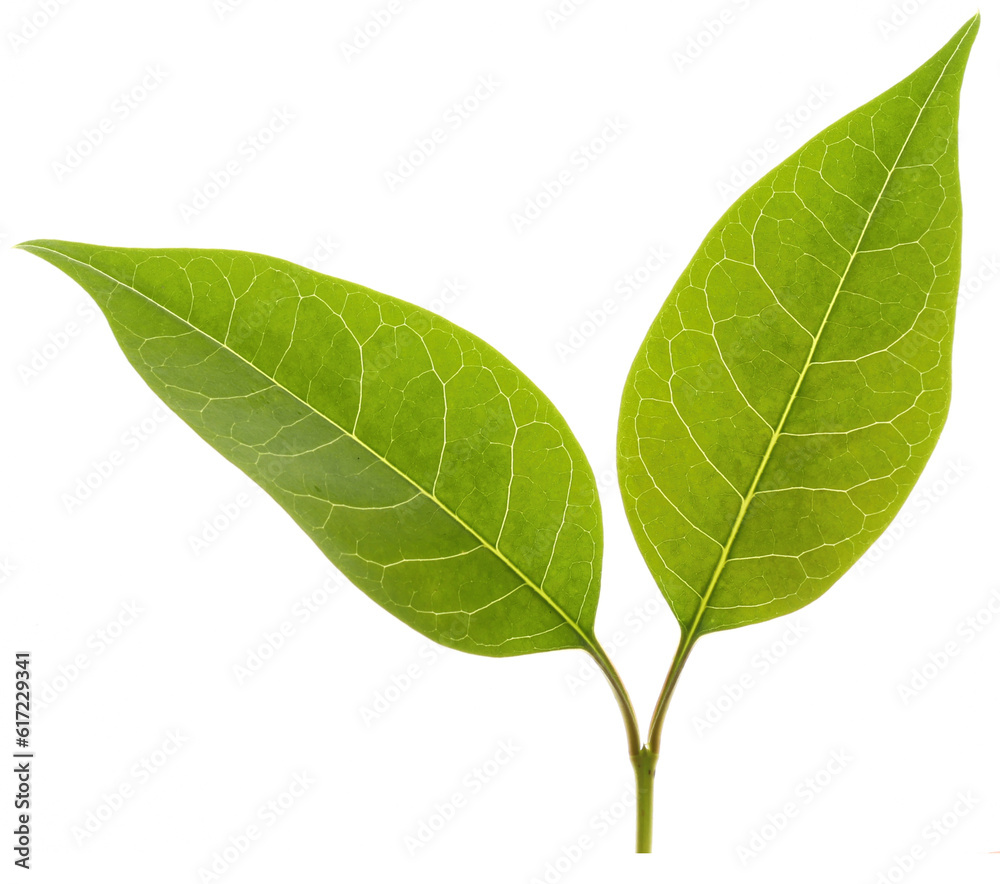 Obraz premium green leaf isolated on white