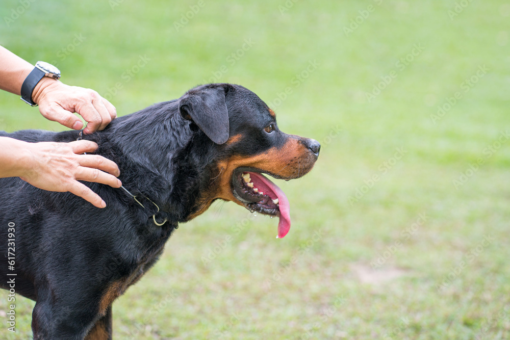 Trainer holding the collar of Dog Rottweiler. Close up, side view. Trainer holding the collar of Dog Rottweiler. Close up, side view.