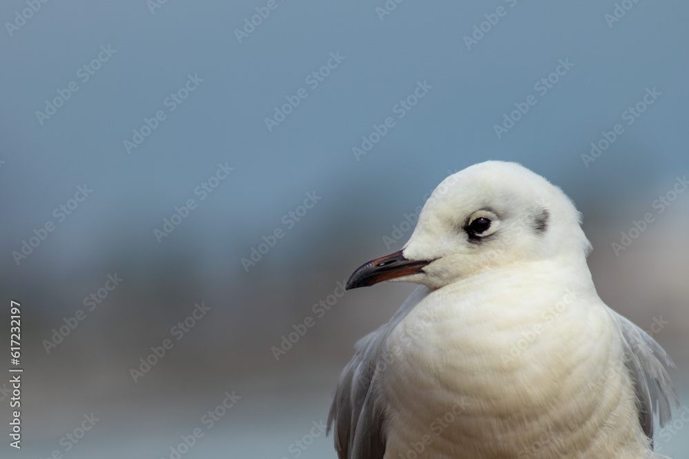 seagull on the shores of the pacific ocean