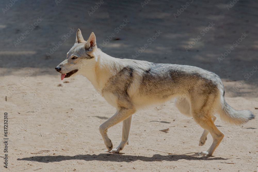 Saarloos Wolfdog running across a sandy field