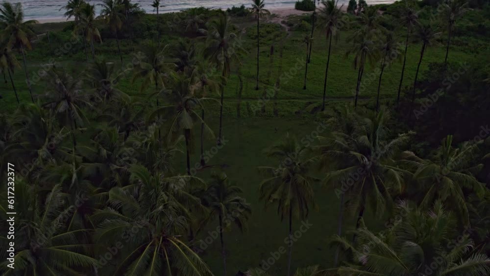 Palm tree forest on shore of Marosi beach at Sumba Indonesia, aerial Palm tree forest on shore of Marosi beach at Sumba Indonesia, aerial