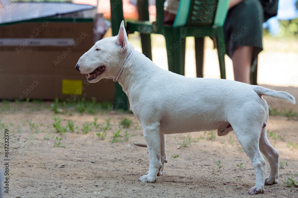 White bull terrier playing on the sand..
