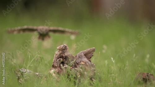 Little Owl Athene vidalii cinematic slomo approach as it glides in for landing photo