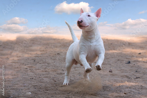Photographie White bull terrier playing on the sand..