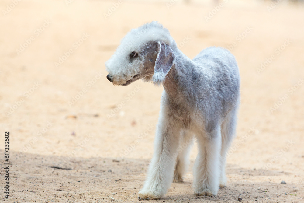 Bedlington Terrier playing on a sandy field Bedlington Terrier playing on a sandy field