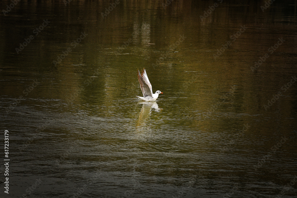 seagull on the water seagull on the water