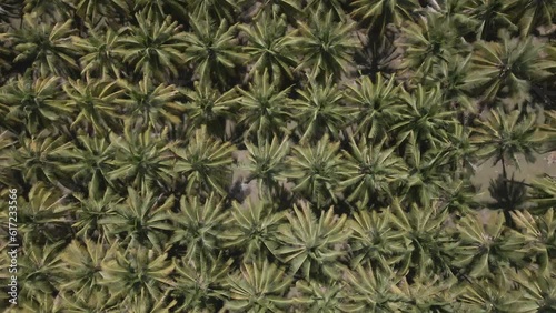 Flying over a tropical coconut tree forest by drone footage