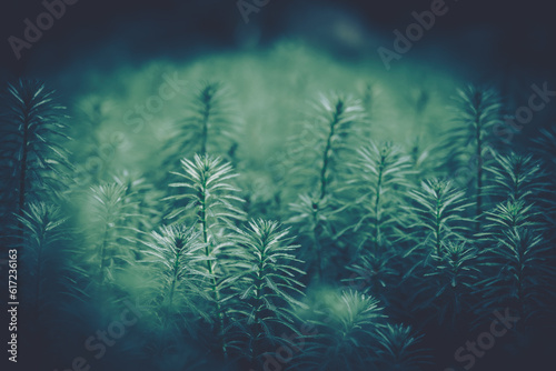 Closeup green leaves backgroun  Natural foliage textured © joeycheung