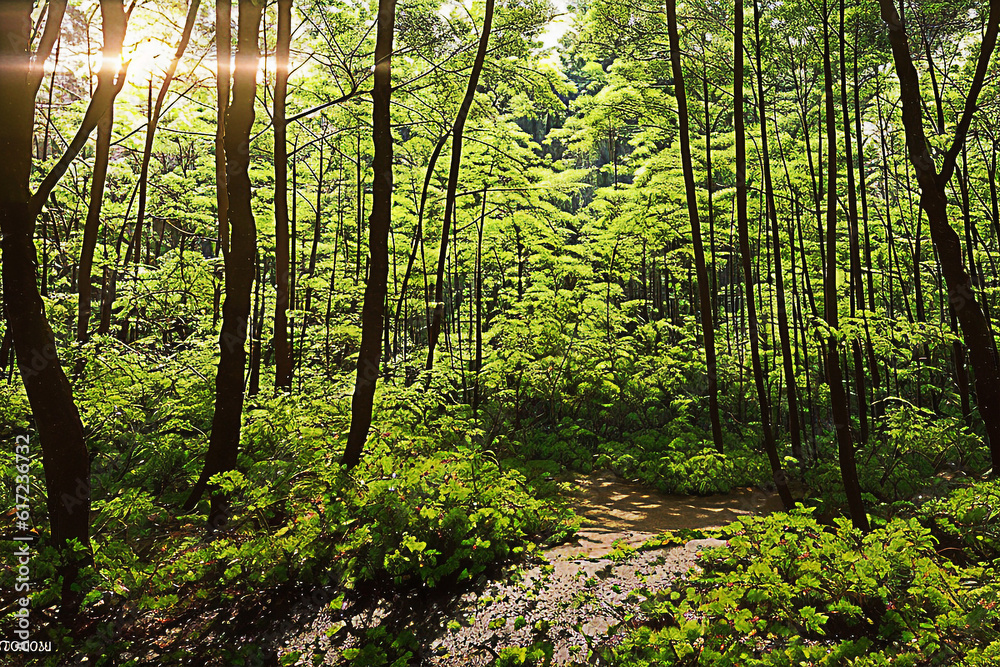 Fototapeta premium forest, tree, nature, green, landscape, wood, jungle, natural