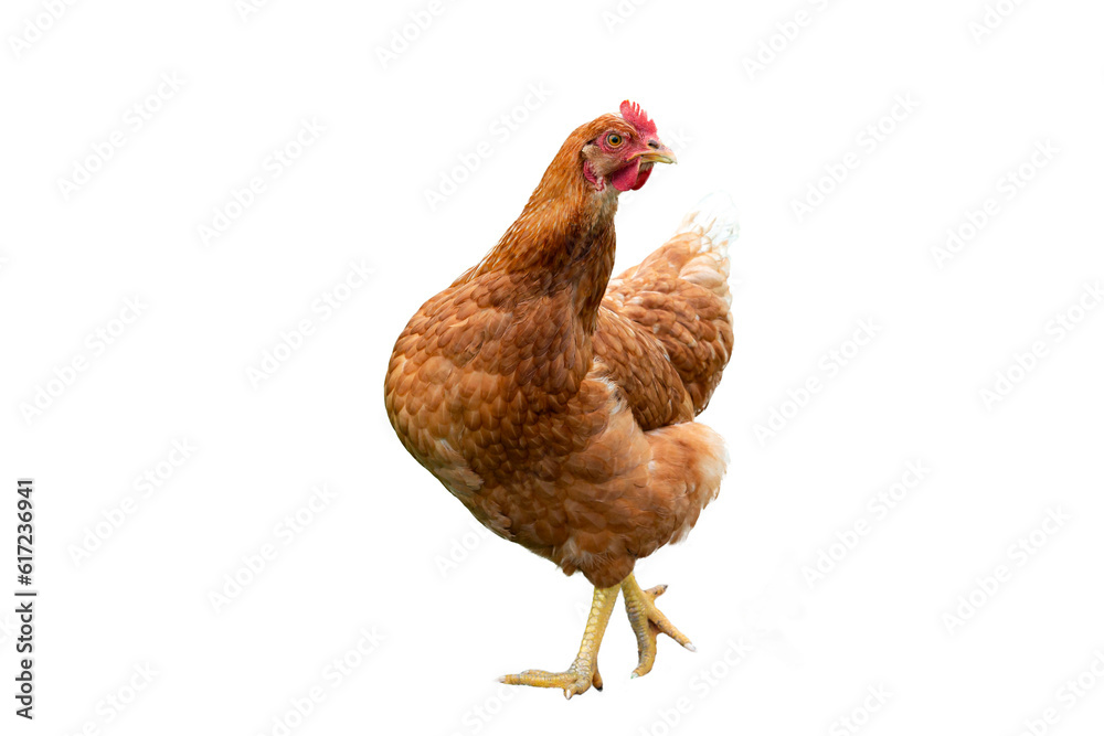Fototapeta premium brown chicken isolated on white