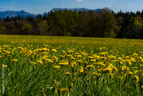 Löwenzahn Feld mit schönen weit blick