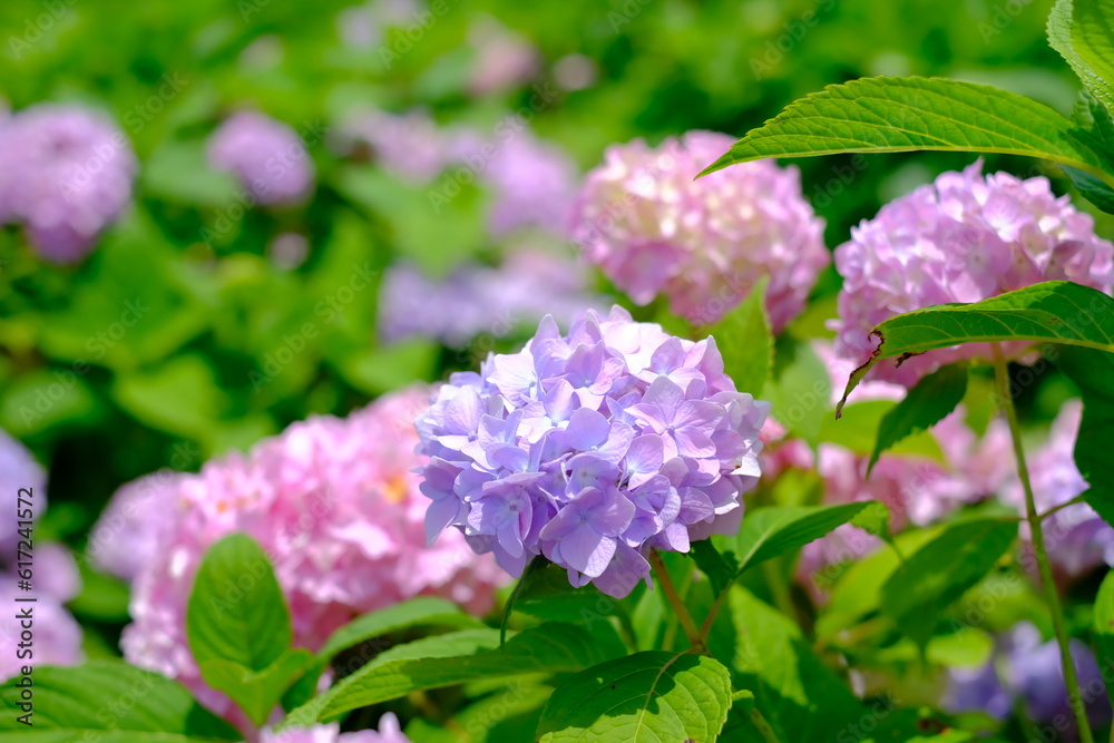 紫陽花 紫陽花