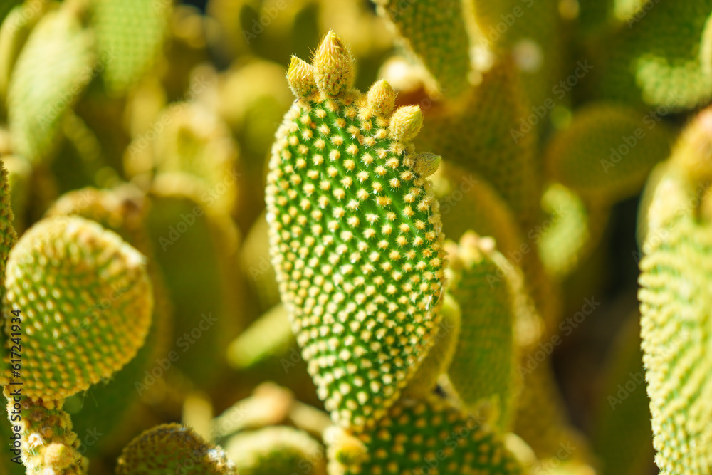 Close up detail of tiny yellow thorns on Bunny Ears cactus Close up detail of tiny yellow thorns on Bunny Ears cactus