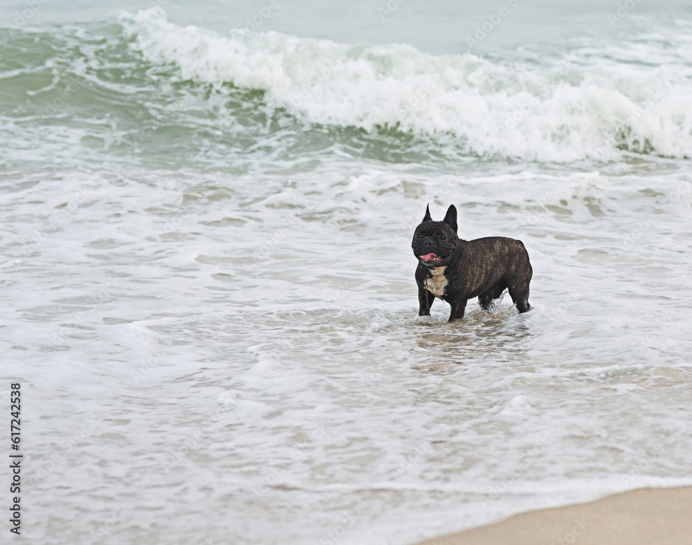 Black French bulldog playing in the sea water happily. Black French bulldog playing in the sea water happily.