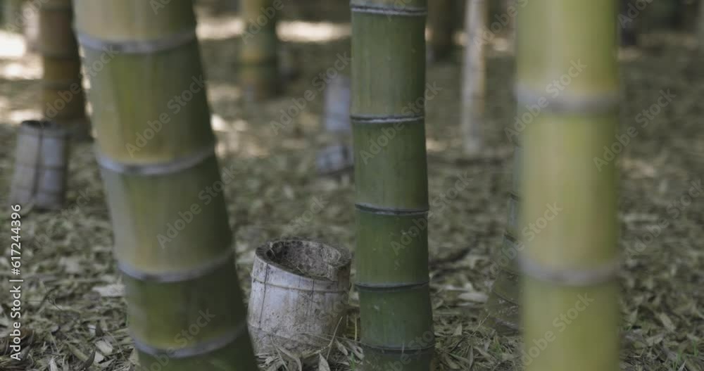 A green bamboo forest in spring sunny day close shot handheld A green bamboo forest in spring sunny day close shot handheld