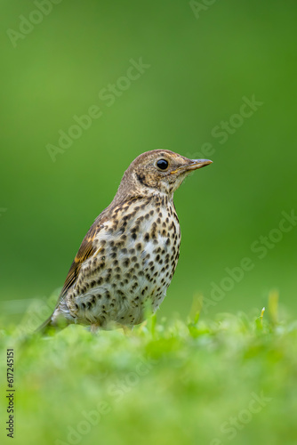 Foto Photo of a bird on the grass in the garden with a space for text