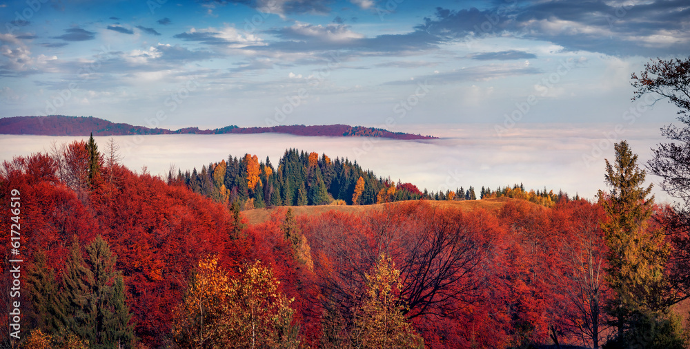 Fototapeta premium Red maple trees on the mountain hills. Foggy morning scene of Carpathian mountains. Panoramic autumn view of Sokilsky ridge, Ukraine, Europe. Beauty of nature concept background.