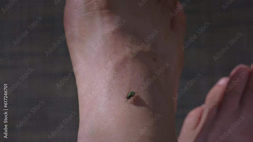 Fly on the foot of a causation Fly on the foot of a causation