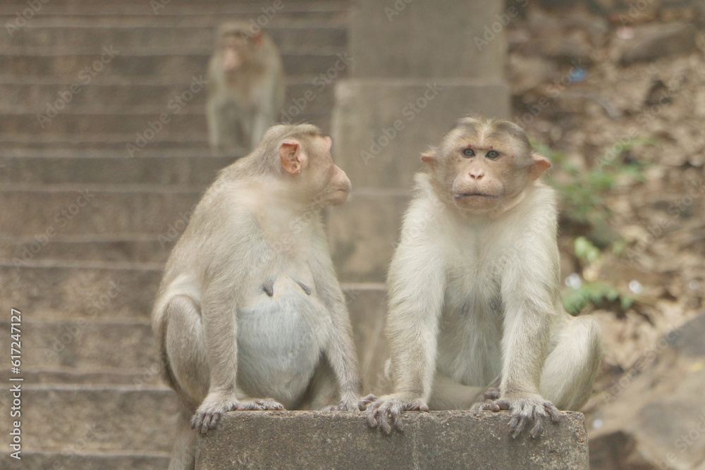 Monkey macaque couples