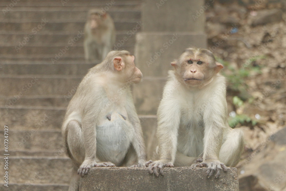 Monkey macaque couples Monkey macaque couples