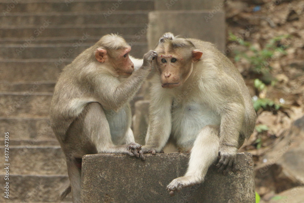 Monkey macaque couples