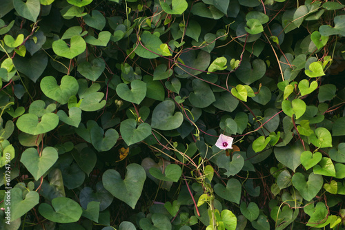 leaves in the garden