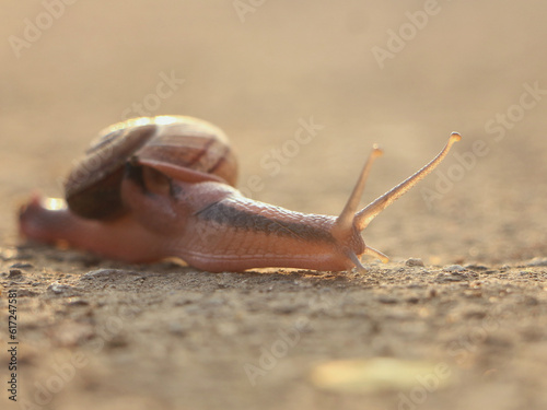 snail on a stone