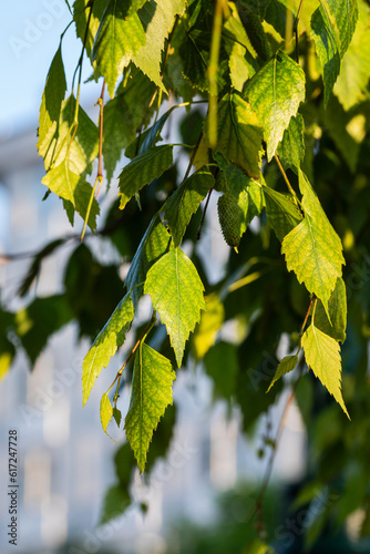 Young leaves of a silver birch tree  Betula pendula, in spring. Catkin and green leaves of birch tree. 
