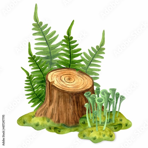 Tree stump with fern and cladonia lichen growing on green mosses. Forest wildlife scene. Watercolor hand drawn illustration isolated on white background. Template for design botanical illustrations.