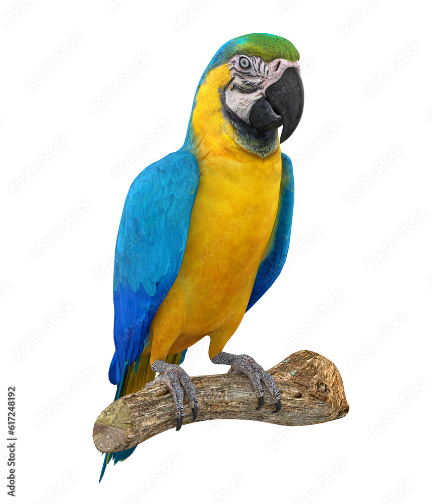 Fototapeta premium Blue and Yellow Macaw Bird Isolated
