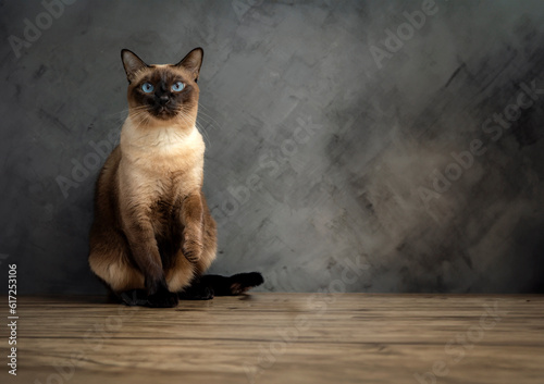 Siamese cat with blue eyes sitting on wooden table with black background. Blue diamond cat sitting in the studio.Thai cat looking something.