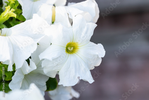 Delicate white petunia flower. White petunia flowers.