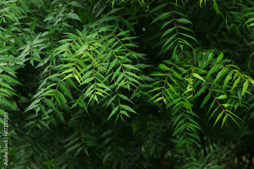 Azadirachta indica - A branch of neem tree leaves. Natural Medicine.