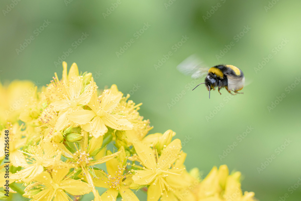 Buff-tailed bumblebee worker Bombus terrestris foraging on flowers Buff-tailed bumblebee worker Bombus terrestris foraging on flowers
