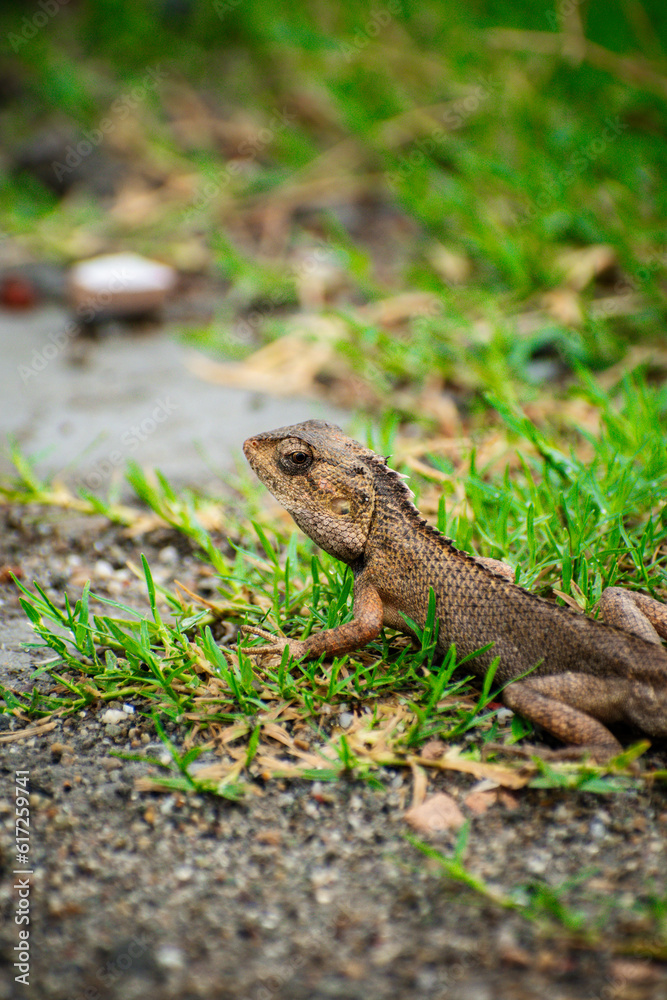Lizard sitting on the grass in the garden with a nature background selective focus Lizard sitting on the grass in the garden with a nature background selective focus