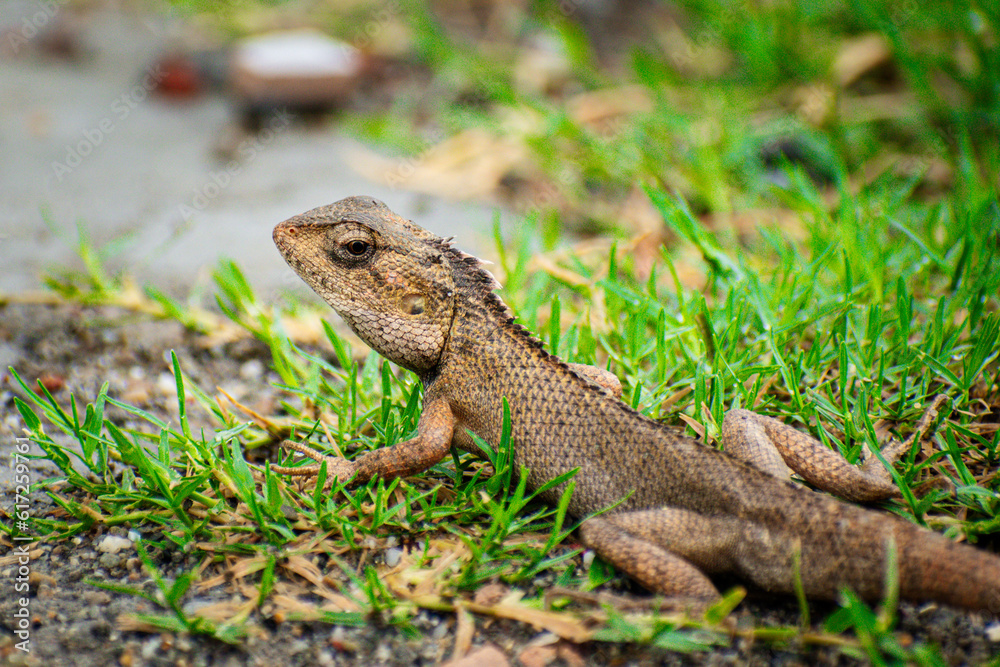 Lizard sitting on the grass in the garden with a nature background selective focus