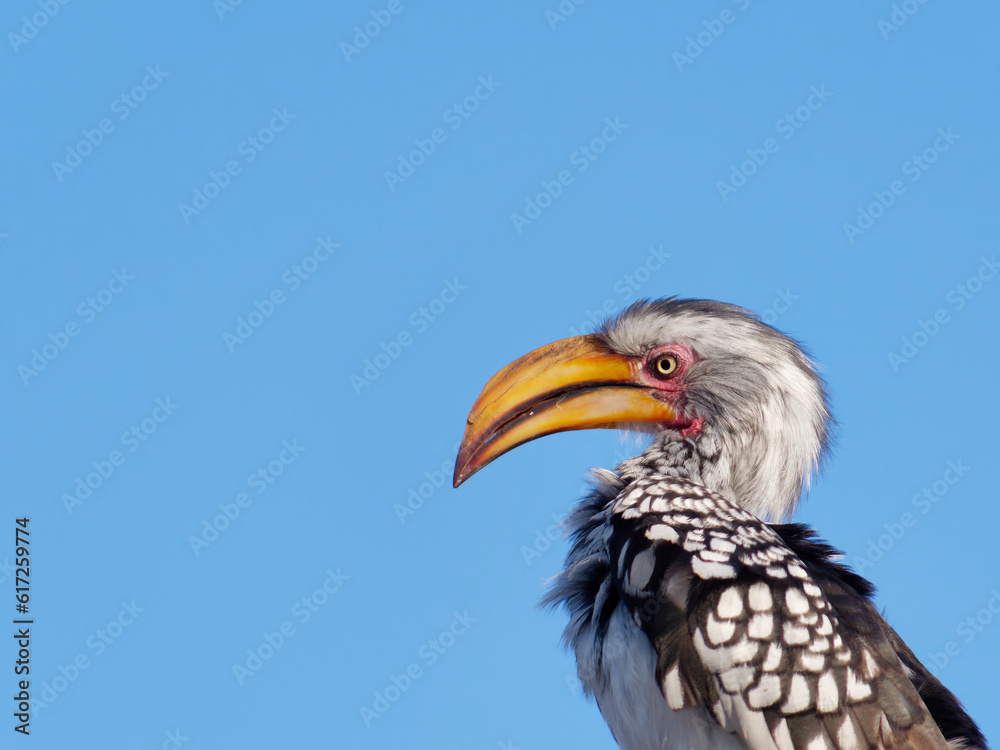 Portrait of a cute Southern yellow-billed hornbill (Tockus leucomelas) with a clear blue sky in the background